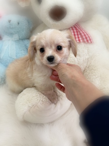 �~�b�N�X�̎q���iID:1291011009�j��2���ڂ̎ʐ^/�X�V��:2026-02-01