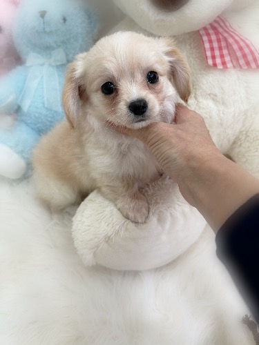 �~�b�N�X�̎q���iID:1291011009�j��3���ڂ̎ʐ^/�X�V��:2026-02-01