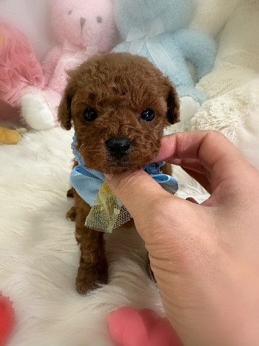 �g�C�v�[�h���̎q���iID:1291011010�j��1���ڂ̎ʐ^/�X�V��:2026-02-09