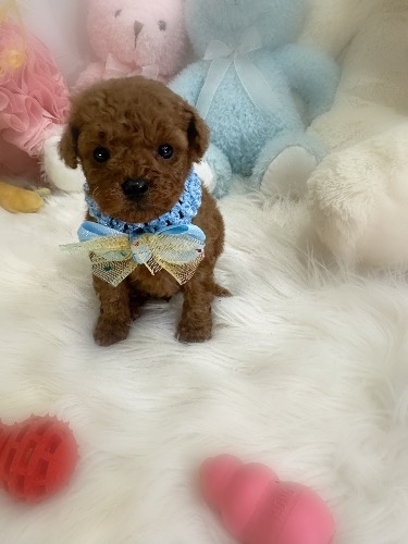 �g�C�v�[�h���̎q���iID:1291011010�j��2���ڂ̎ʐ^/�X�V��:2026-02-09