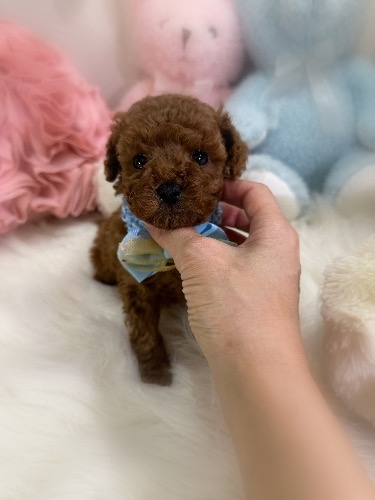 トイプードルの子犬(ID:1291011010)の4枚目の写真/更新日:2026-02-15