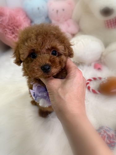 トイプードルの子犬(ID:1291011010)の6枚目の写真/更新日:2026-03-24