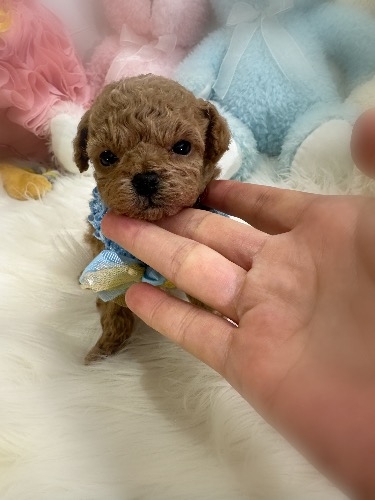 �g�C�v�[�h���̎q���iID:1291011011�j��2���ڂ̎ʐ^/�X�V��:2026-02-09