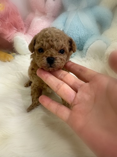 �g�C�v�[�h���̎q���iID:1291011011�j��3���ڂ̎ʐ^/�X�V��:2026-02-09