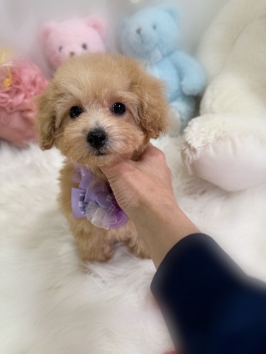 トイプードルの子犬(ID:1291011012)の1枚目の写真/更新日:2026-02-13