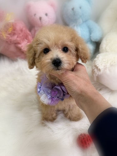 トイプードルの子犬(ID:1291011012)の2枚目の写真/更新日:2026-02-13