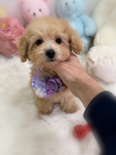 トイプードルの子犬(ID:1291011012)の3枚目の写真/更新日:2026-02-13