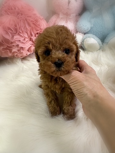 トイプードルの子犬(ID:1291011013)の1枚目の写真/更新日:2026-02-15