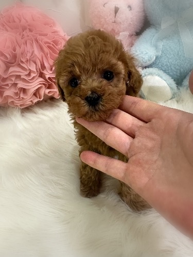 トイプードルの子犬(ID:1291011013)の3枚目の写真/更新日:2026-02-15