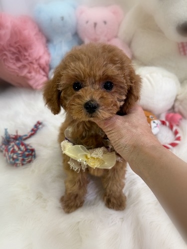 トイプードルの子犬(ID:1291011013)の4枚目の写真/更新日:2026-03-27