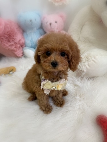 �g�C�v�[�h���̎q���iID:1291011013�j��5���ڂ̎ʐ^/�X�V��:2026-03-31