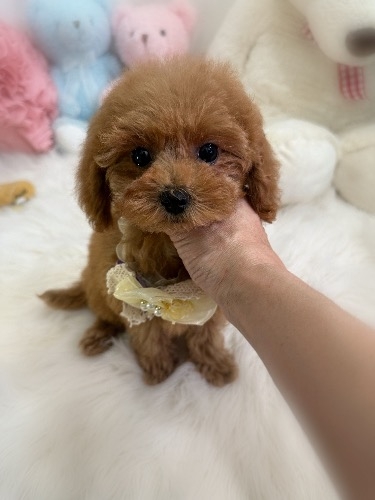 �g�C�v�[�h���̎q���iID:1291011013�j��6���ڂ̎ʐ^/�X�V��:2026-03-31