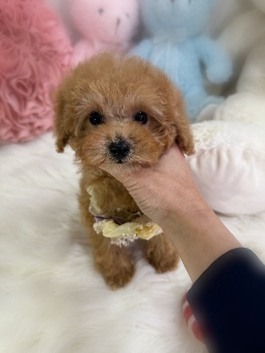 トイプードルの子犬(ID:1291011014)の1枚目の写真/更新日:2026-02-17