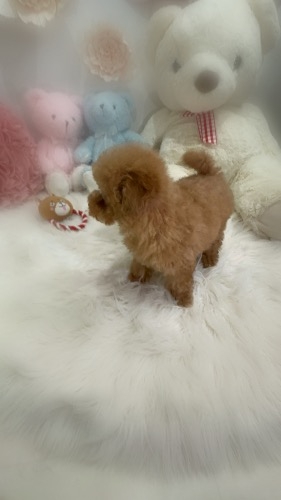 トイプードルの子犬(ID:1291011014)の3枚目の写真/更新日:2026-02-17