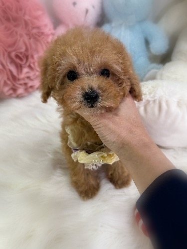 トイプードルの子犬(ID:1291011014)の4枚目の写真/更新日:2026-02-17