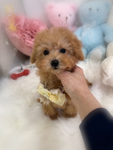 トイプードルの子犬(ID:1291011014)の5枚目の写真/更新日:2026-03-03