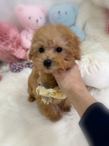 トイプードルの子犬(ID:1291011014)の6枚目の写真/更新日:2026-03-03