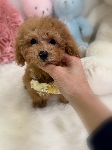 トイプードルの子犬(ID:1291011015)の1枚目の写真/更新日:2026-02-17