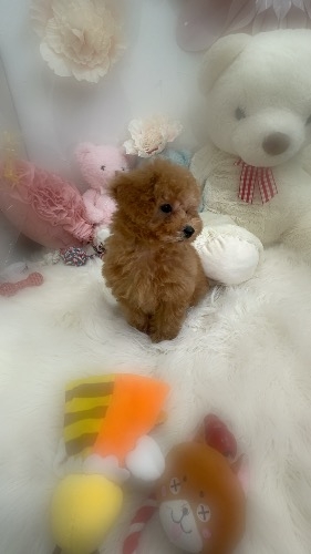 �g�C�v�[�h���̎q���iID:1291011015�j��2���ڂ̎ʐ^/�X�V��:2026-03-02