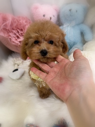 �g�C�v�[�h���̎q���iID:1291011015�j��3���ڂ̎ʐ^/�X�V��:2026-03-02