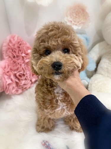 ミックスの子犬(ID:1291011016)の1枚目の写真/更新日:2026-02-17