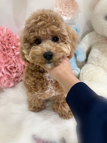 ミックスの子犬(ID:1291011016)の2枚目の写真/更新日:2026-02-17