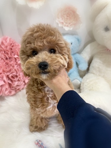 ミックスの子犬(ID:1291011016)の4枚目の写真/更新日:2026-02-17