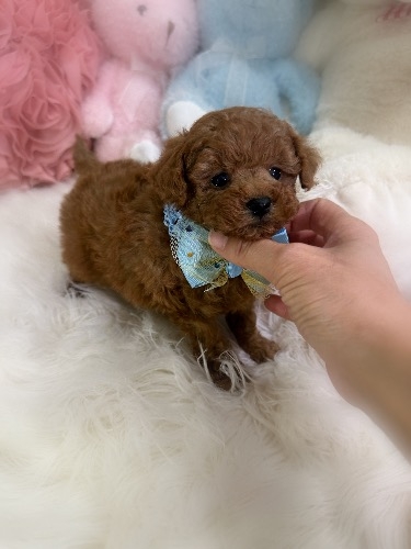 トイプードルの子犬(ID:1291011017)の2枚目の写真/更新日:2026-02-17