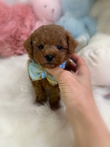 トイプードルの子犬(ID:1291011017)の3枚目の写真/更新日:2026-02-17