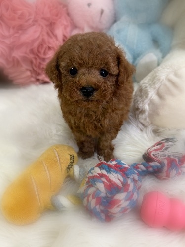 トイプードルの子犬(ID:1291011017)の4枚目の写真/更新日:2026-02-17