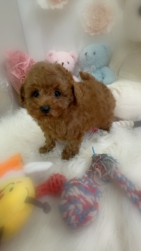 �g�C�v�[�h���̎q���iID:1291011017�j��6���ڂ̎ʐ^/�X�V��:2026-03-03