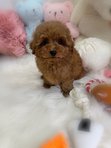 トイプードルの子犬(ID:1291011017)の7枚目の写真/更新日:2026-03-24