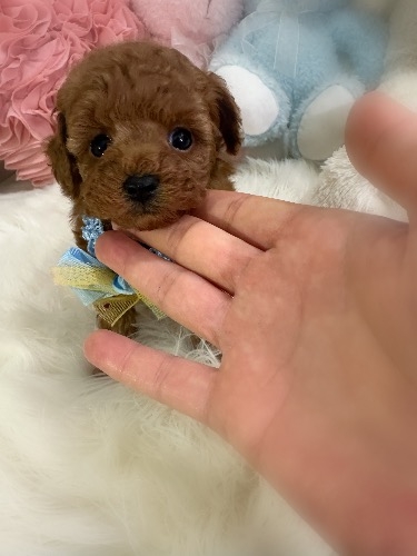 トイプードルの子犬(ID:1291011018)の1枚目の写真/更新日:2026-02-17