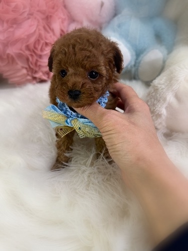 トイプードルの子犬(ID:1291011018)の2枚目の写真/更新日:2026-02-17