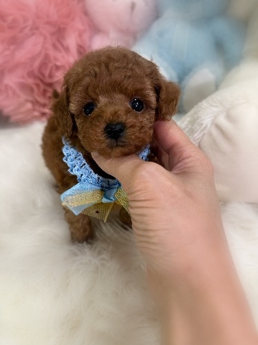 トイプードルの子犬(ID:1291011018)の3枚目の写真/更新日:2026-02-17