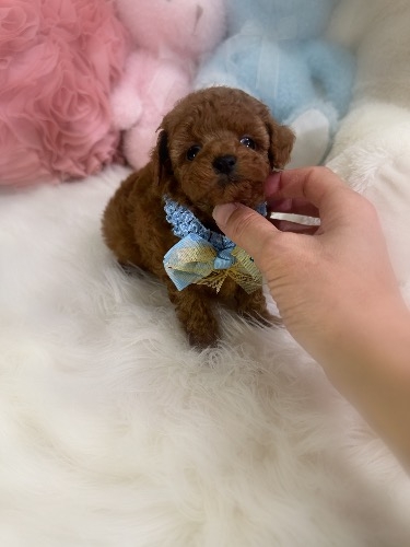 トイプードルの子犬(ID:1291011018)の4枚目の写真/更新日:2026-02-17