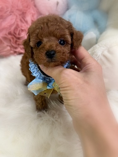 トイプードルの子犬(ID:1291011018)の5枚目の写真/更新日:2026-02-17