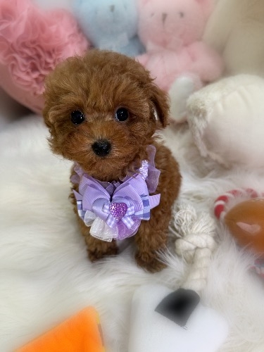 トイプードルの子犬(ID:1291011018)の6枚目の写真/更新日:2026-03-24