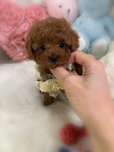 トイプードルの子犬(ID:1291011019)の1枚目の写真/更新日:2026-02-17