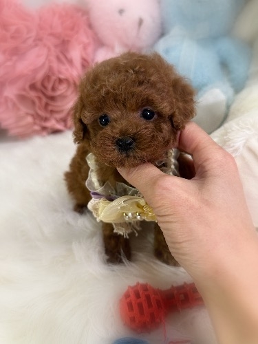 トイプードルの子犬(ID:1291011019)の2枚目の写真/更新日:2026-02-17