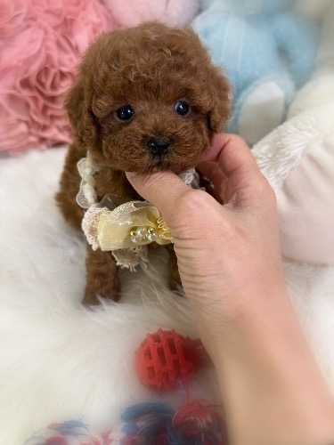 トイプードルの子犬(ID:1291011019)の3枚目の写真/更新日:2026-02-17