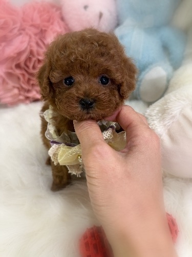 トイプードルの子犬(ID:1291011019)の5枚目の写真/更新日:2026-02-17