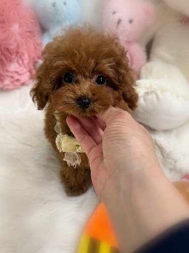 �g�C�v�[�h���̎q���iID:1291011019�j��6���ڂ̎ʐ^/�X�V��:2026-04-15