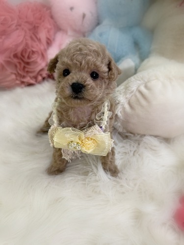 トイプードルの子犬(ID:1291011020)の1枚目の写真/更新日:2026-02-17