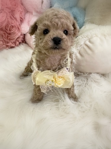 トイプードルの子犬(ID:1291011020)の2枚目の写真/更新日:2026-02-17