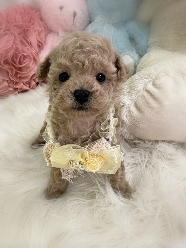 トイプードルの子犬(ID:1291011020)の3枚目の写真/更新日:2026-02-17