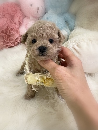 トイプードルの子犬(ID:1291011020)の4枚目の写真/更新日:2026-02-17