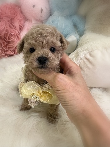 トイプードルの子犬(ID:1291011020)の5枚目の写真/更新日:2026-02-17