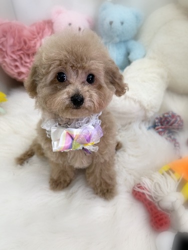 トイプードルの子犬(ID:1291011020)の6枚目の写真/更新日:2026-05-27