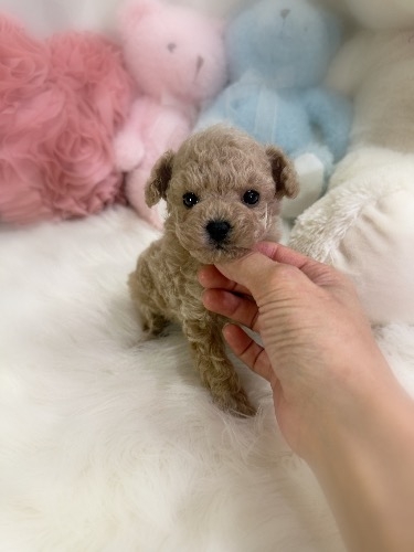 トイプードルの子犬(ID:1291011021)の1枚目の写真/更新日:2026-02-17